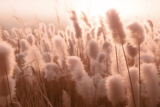 Peach Fuzz dry reeds fluffy grass on a meadow in the sun. Abstract dry herbs background 2024 color. High quality photo