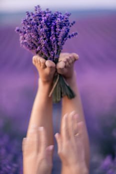 Lavender field woman's legs emerging from the bushes, holding a bouquet of fragrant lavender. Purple lavender bushes in bloom, aromatherapy