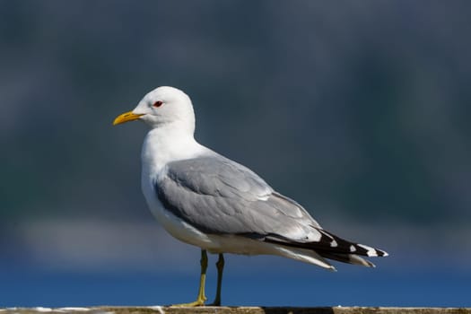 Close-up view of a northern Norwegian seagull showcasing intricate feather patterns on a sunny day at the coast, with a clear blue sky in the background