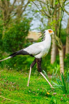 Close-up view of a magnificent secretary bird standing in its natural habitat. This powerful bird has a distinctive appearance with long legs, a striking crest, and a robust beak.