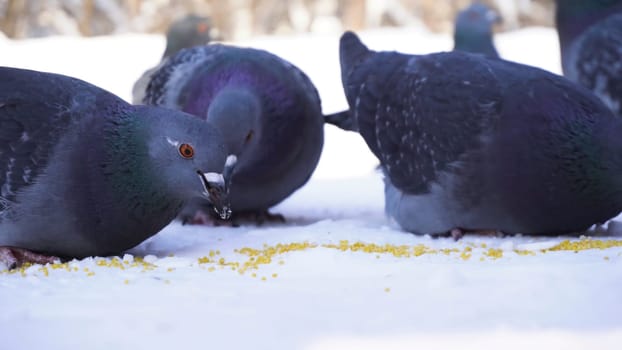 Close-up of pigeons eating in snow. Feeding pigeons seeds in winter. Pigeons pecking grains raspunde in row on snow cold winter day.