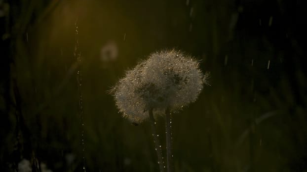 Dandelions in summer rain with sunbeam. Creative. Fluffy dandelions in rain. Beautiful round dandelions with raindrops on summer day.