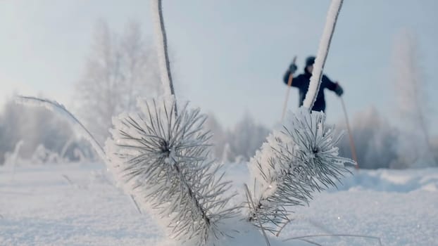 A man practicing Scandinavian walking in a winter forest. Creative. A person walking through winter snowdrifts in the forest next to snow-covered trees against a background of bright sun and blue sky. High quality 4k footage