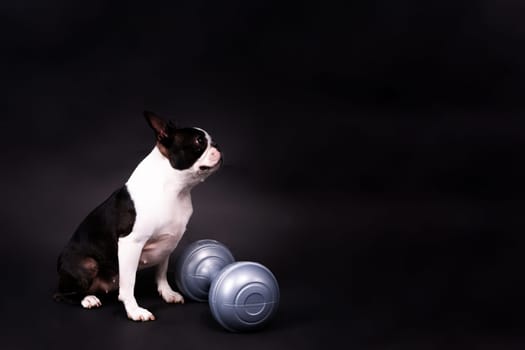 Smart puppy dog, boston terrier with a sports equipment. Sport, fitness, bodybuilding concept.