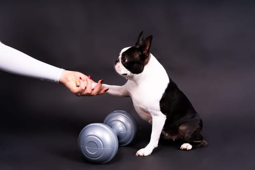 Smart puppy dog, boston terrier with a sports equipment. Sport, fitness, bodybuilding concept.