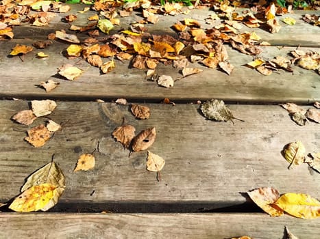 Path made of parquet boards with autumn green and yellow leaves. Background, texture, place for text, frame, copy space and location for photo shooting