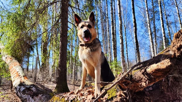 Dog German Shepherd in the green forest in summer, spring or autumn season. Big Russian eastern European dog veo walk on nature landscape