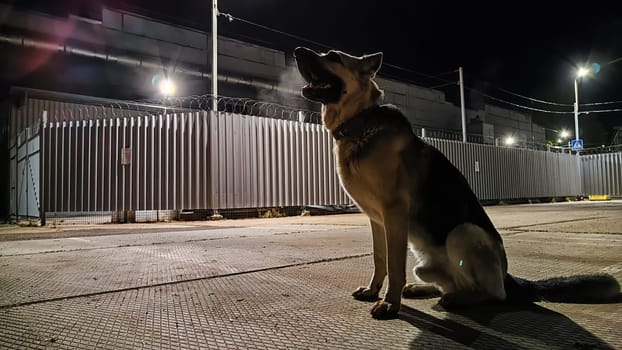Dog German Shepherd is guarding territory at night. Russian eastern European dog veo at evening dark time