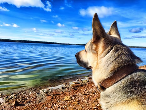 Dog German Shepherd near water of lake, river or sea. Russian eastern European dog veo in a nice day