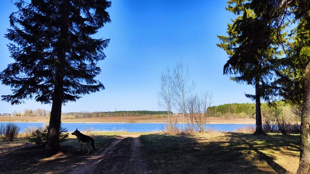 Landscape and nature with calm water of big lake, trees on the shore and blue sky on autumn or spring sunny day. Sun and good weather over the water of river or backwater in early spring or autumn