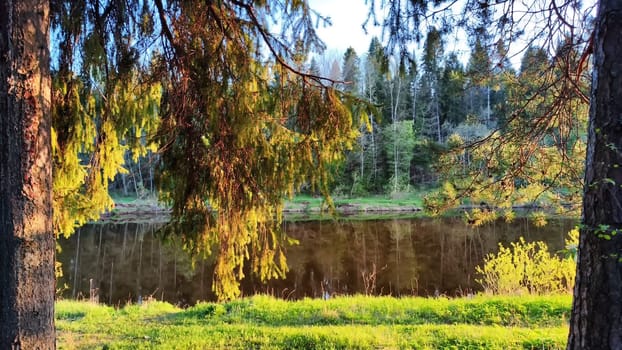 A pine forest with trees, trunks, water of a river or lake, illuminated by the summer, autumn, or spring evening sun. A beautiful natural landscape for a postcard or wallpaper