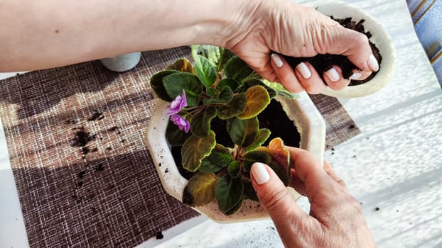 Hand of woman who Transplant and plant violet flower senpolia into a new pot. Home flower and care for it. Plants and creating comfort in the house