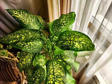 Dieffenbachia plant in a pot on a stool by the window. Retro interior in light colors. Background with plant with green leaves and fabric