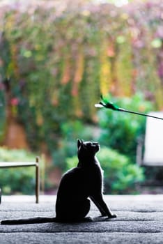 Young cat sitting on big bed in room, silhouette photo. Garden view