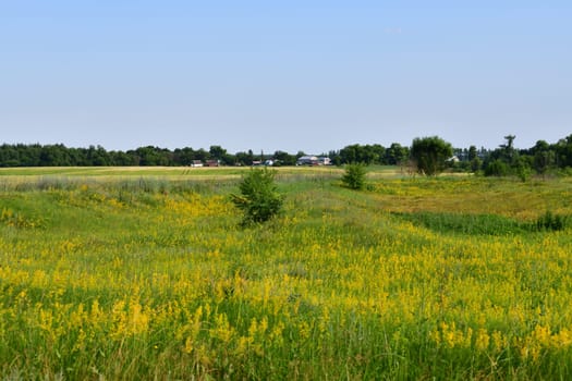 Russian province in summer - the rural houses, field and trees