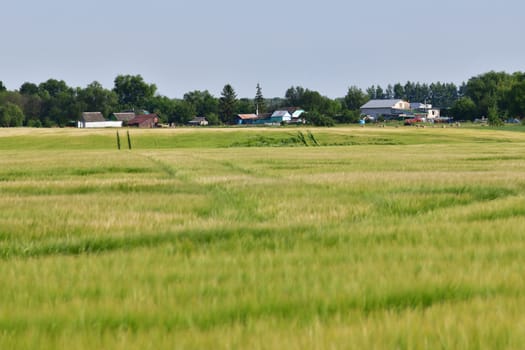 Russian province in summer - the rye field in front of rural houses