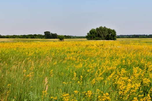 Glade with flowering yellow bedstraw and trees, Russia