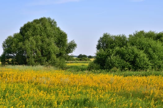 Glade with flowering yellow bedstraw and trees, Russia