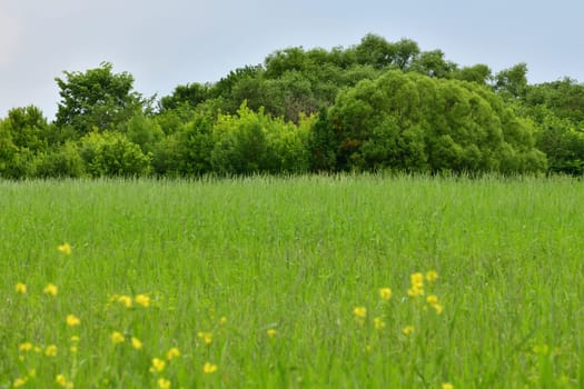 Nature of Russia at beginning of summer - wild grass and willow trees