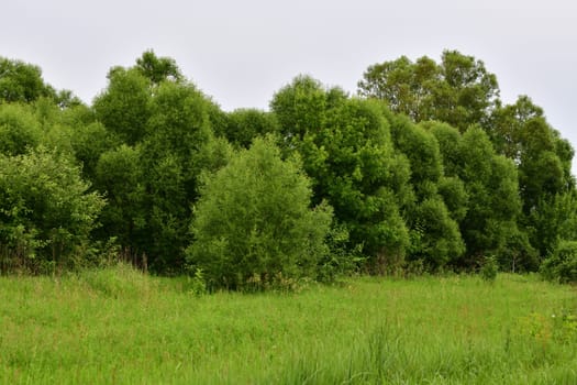 Nature of Russia at beginning of summer - wild grass and willow trees