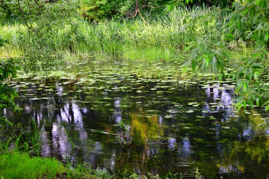 Fragment of a stream overgrown with algae and water lily leaves