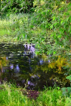 Fragment of a stream overgrown with algae and water lily leaves