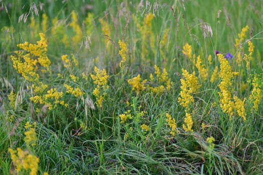 Galium or a bedstraw - meadow plant in Russia