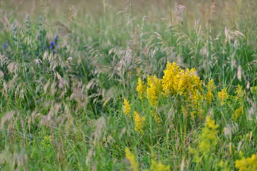 Galium or a bedstraw - meadow plant in Russia