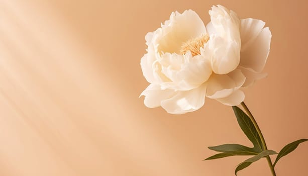 White peony flower on a beige wall. Minimal stylish flower arrangement still life. Banner with copy space. High quality photo