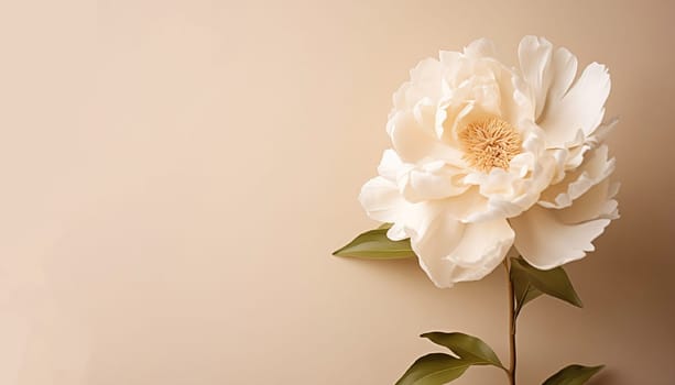 White peony flower on a beige wall. Minimal stylish flower arrangement still life. Banner with copy space. High quality photo