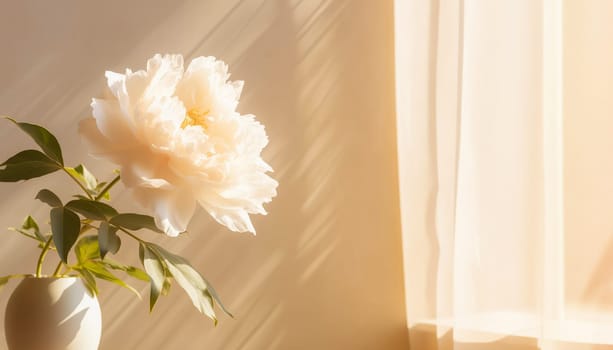 White peony flower on a beige wall. Minimal stylish flower arrangement still life. Banner with copy space. High quality photo