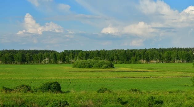 Nature of Russia at beginning of summer - wild grass and birch trees