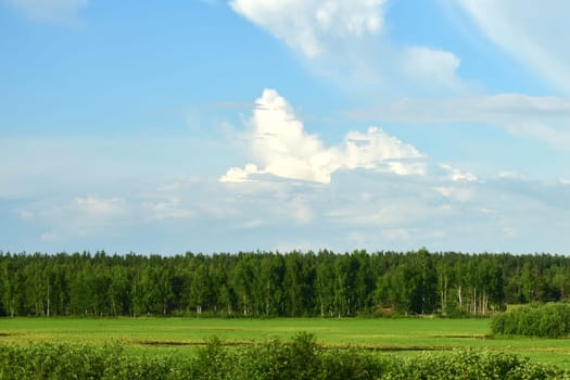 Nature of Russia at beginning of summer - wild grass and birch trees