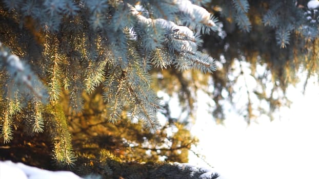 Close-up of spruce branches in snow in sunlight. Branches of blue spruce with snow are beautifully illuminated by warm sunlight in frosty winter.