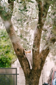 White-red cat sits on a tree branch in a green garden. High quality photo