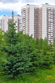 spruce in urban landscape in Moscow, Russia