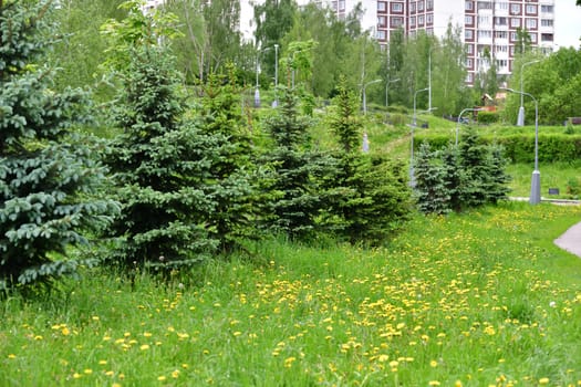 spruce in urban landscape in Moscow, Russia