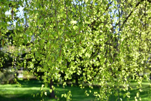 Young birch branches with a catkins in spring