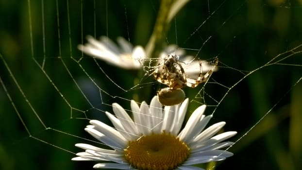 A little spider . Creative. A spider hanging on its web on a long daisy and moving its paws. High quality 4k footage