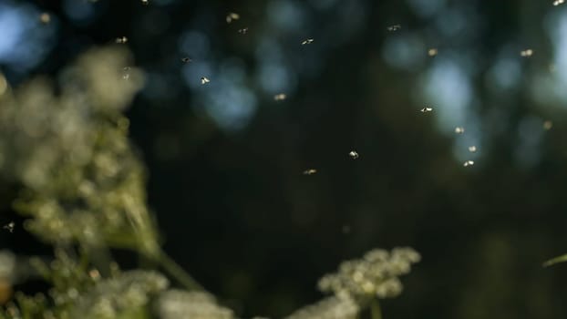 Summer midges in the green meadow flying against blurred background of trees and sky. Creative. Insects flying above plants under the sun