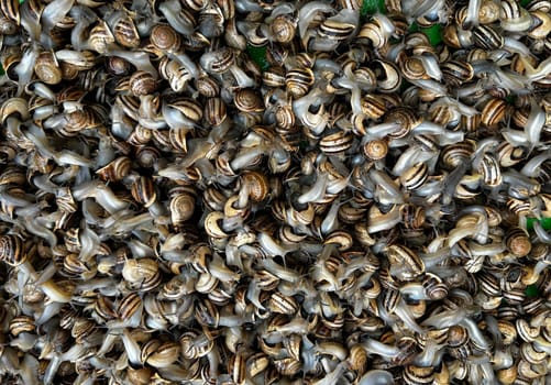 Full frame shot of live snails.