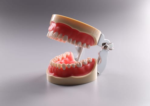 Close-up of tooth model, focus on teeth, teeth orthodontic dental model or human jaw. Model for educational process. Dentistry, stomatology, care concept