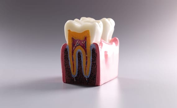 Close-up of mock tooth in section, educational model of tooth, anatomy of human oral tooth. Nerve, flesh, gums. Dentistry, education, stomatology concept