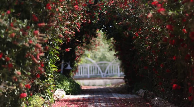 Arch of red flowers on street background. Landscape design concept