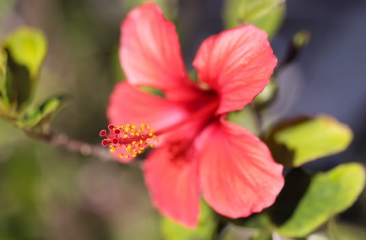 Closeup of beautiful red large flower with pistil. Beautiful nature concept