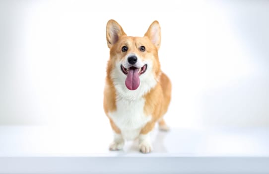 Corgi dog with his tongue sticking out on white background. Pedigree dogs concept