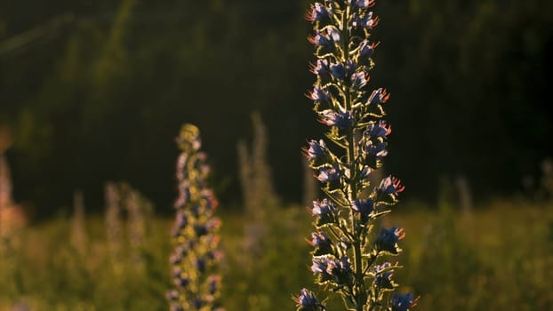 Close-up of beautiful wild flower with sunlight. Creative. Beautiful elongated flower in rays of sun on summer meadow. Meadow sage flower on sunny day.