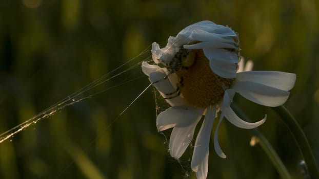 Close-up of spider on daisy. Creative. Beautiful spider sits on summer flower on sunny day. Spider with web on flower. Macrocosm of summer meadow.