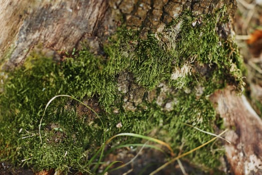 Green moss on tree bark outdoor, close up