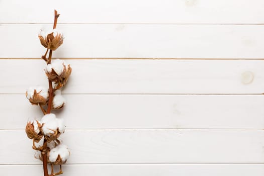 Autumn Floral composition. Dried white fluffy cotton flower branch top view on colored table with copy space.